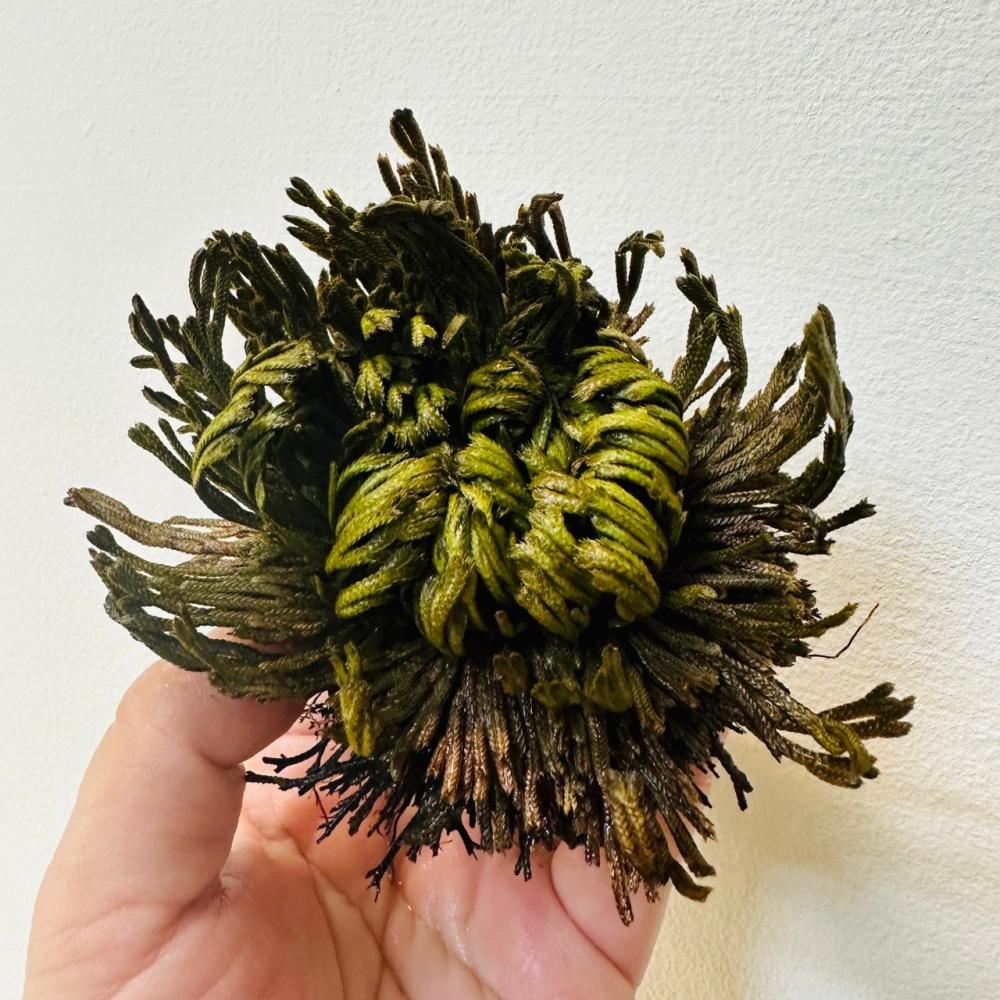 神奇復活草 復活花 耶利哥的玫瑰 聖瑪麗之花-細節圖6