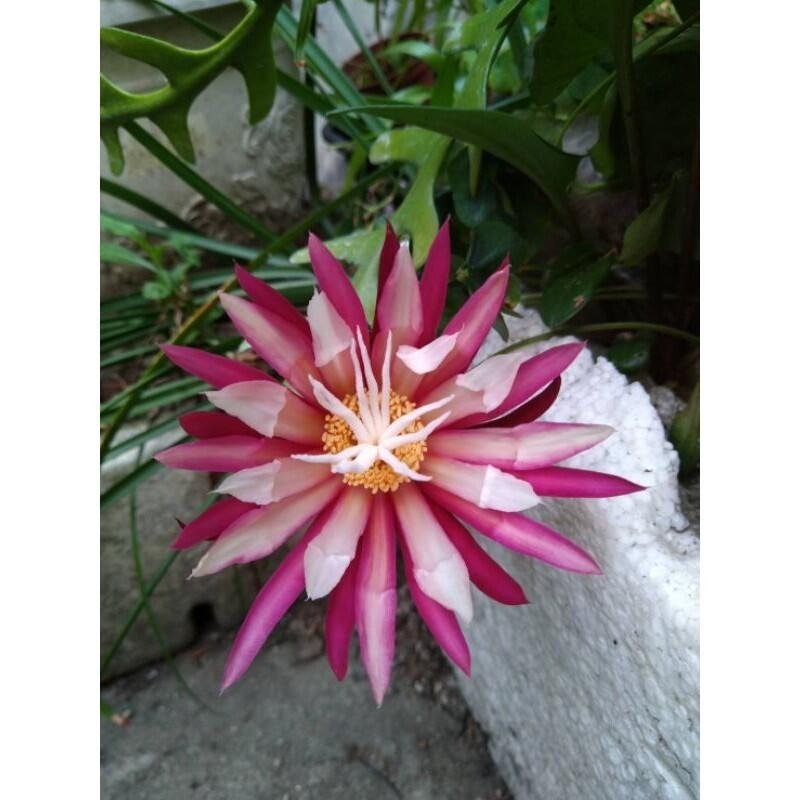 鯊魚劍仙人掌 魚骨令箭 魚骨仙人掌 仙人掌 魚骨曇花 角裂曇花 鋸齒曇花 曇花 多肉植物 蕨蓮 盆栽 孔雀仙人掌-細節圖4