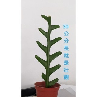 鯊魚劍仙人掌 魚骨令箭 魚骨仙人掌 仙人掌 魚骨曇花 角裂曇花 鋸齒曇花 曇花 多肉植物 蕨蓮 盆栽 孔雀仙人掌-細節圖5