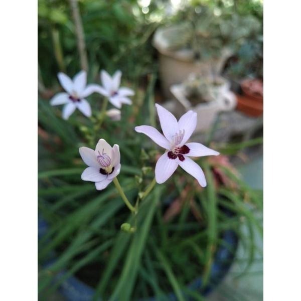 拉培疏 拉培疏鳶尾 鳶尾 3吋盆裡有3枝小苗 球莖 盆栽 姬檜扇菖蒲-細節圖2