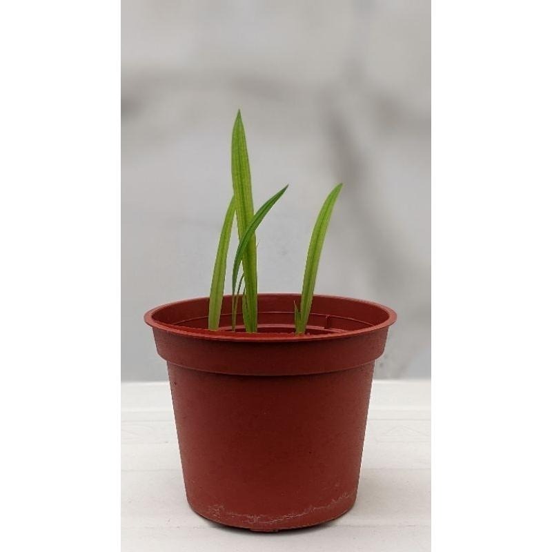 拉培疏 拉培疏鳶尾 鳶尾 3吋盆裡有3枝小苗 球莖 盆栽 姬檜扇菖蒲-細節圖4
