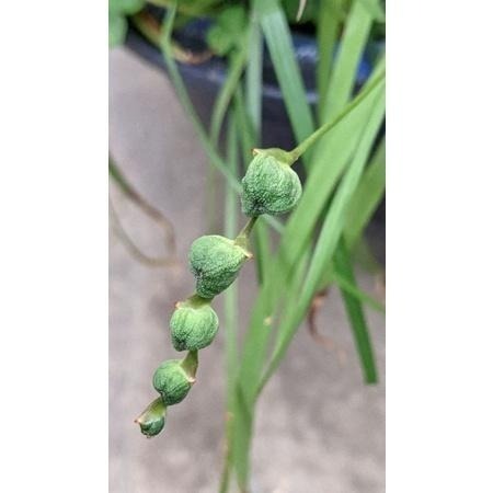 拉培疏 拉培疏鳶尾 鳶尾 3吋盆裡有3枝小苗 球莖 盆栽 姬檜扇菖蒲-細節圖3