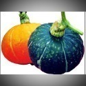 季節限定【栗子南瓜】🇩🇪吉屋商行 Geo All🇩🇪口感綿密、濃栗子香，一次最多可購15粒-規格圖3