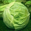 【安全友善】【高麗菜】 - 吉屋商行Geo All - 甜度高，口感清脆-規格圖3