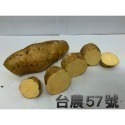［水林安心地瓜］🍠台農57號地瓜🍠2條🇩🇪吉屋商行Geo All🇩🇪-規格圖3