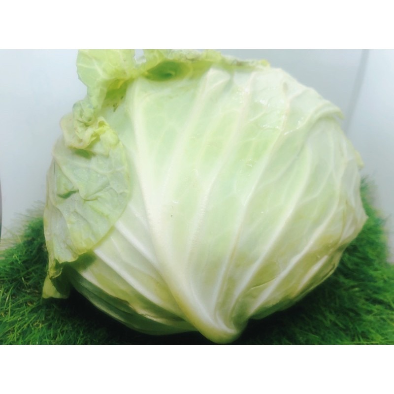 【安全友善】高麗菜單粒下標🇩🇪吉屋商行Geo All🇩🇪天天吃好菜，吃菜好健康-細節圖2