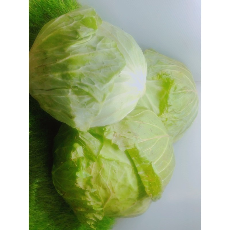 【安全友善】高麗菜單粒下標🇩🇪吉屋商行Geo All🇩🇪天天吃好菜，吃菜好健康-細節圖3