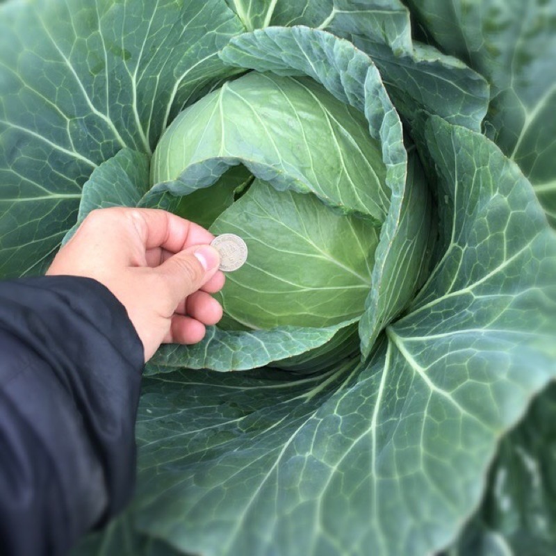 【安全友善】高麗菜單粒下標🇩🇪吉屋商行Geo All🇩🇪天天吃好菜，吃菜好健康-細節圖4