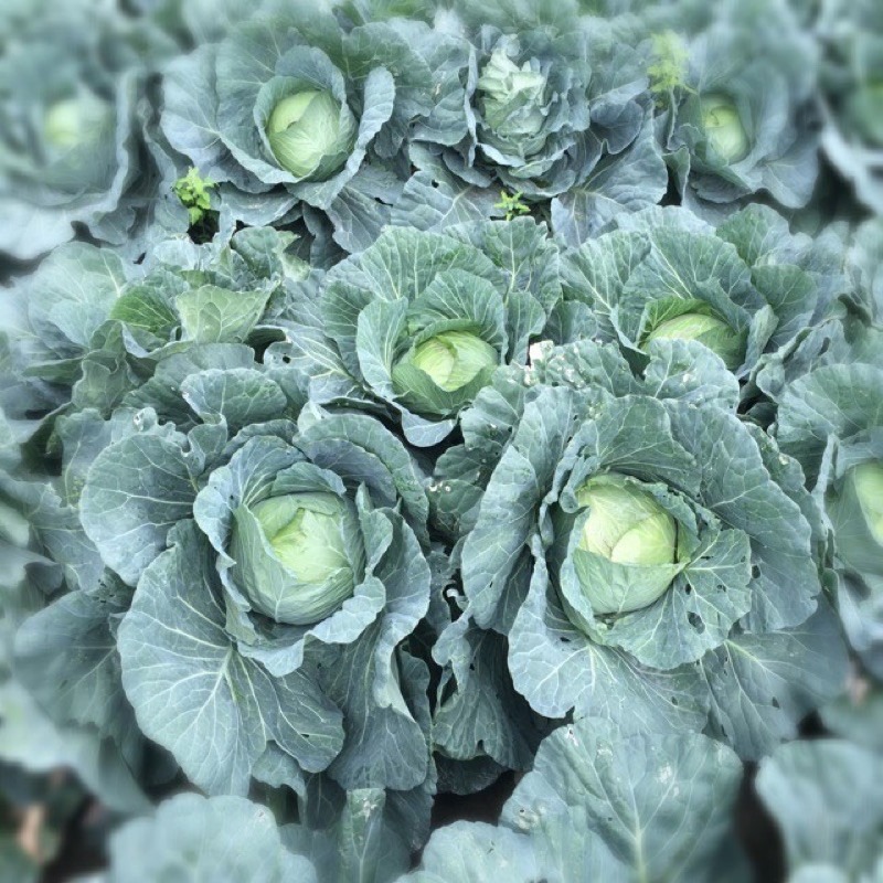 【安全友善】高麗菜單粒下標🇩🇪吉屋商行Geo All🇩🇪天天吃好菜，吃菜好健康-細節圖5