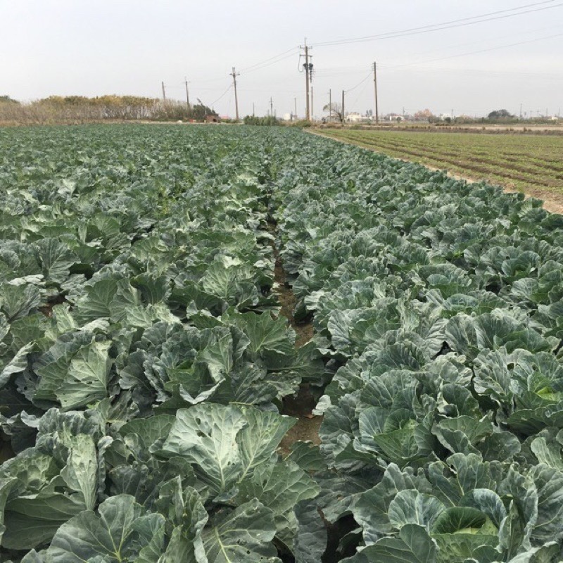 【安全友善】高麗菜單粒下標🇩🇪吉屋商行Geo All🇩🇪天天吃好菜，吃菜好健康-細節圖6