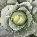 【安全友善】高麗菜單粒下標🇩🇪吉屋商行Geo All🇩🇪天天吃好菜，吃菜好健康-規格圖6