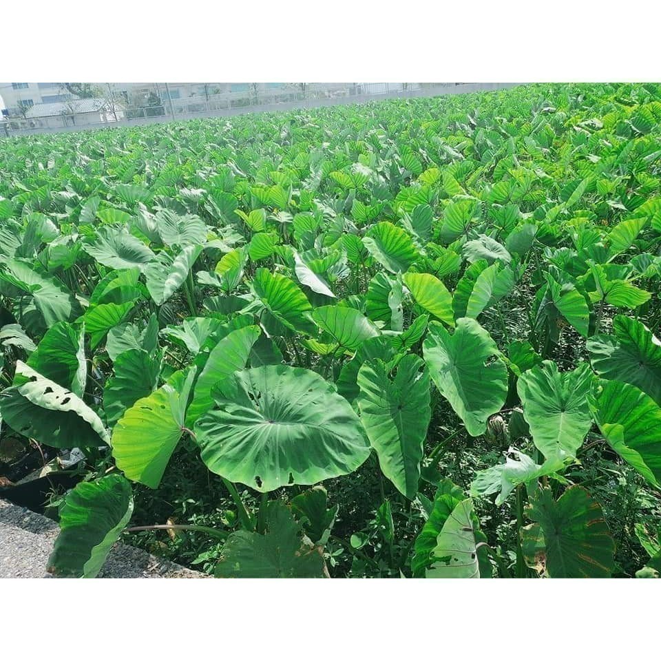 大甲 冷凍 芋頭 芋頭角 芋頭塊-細節圖2