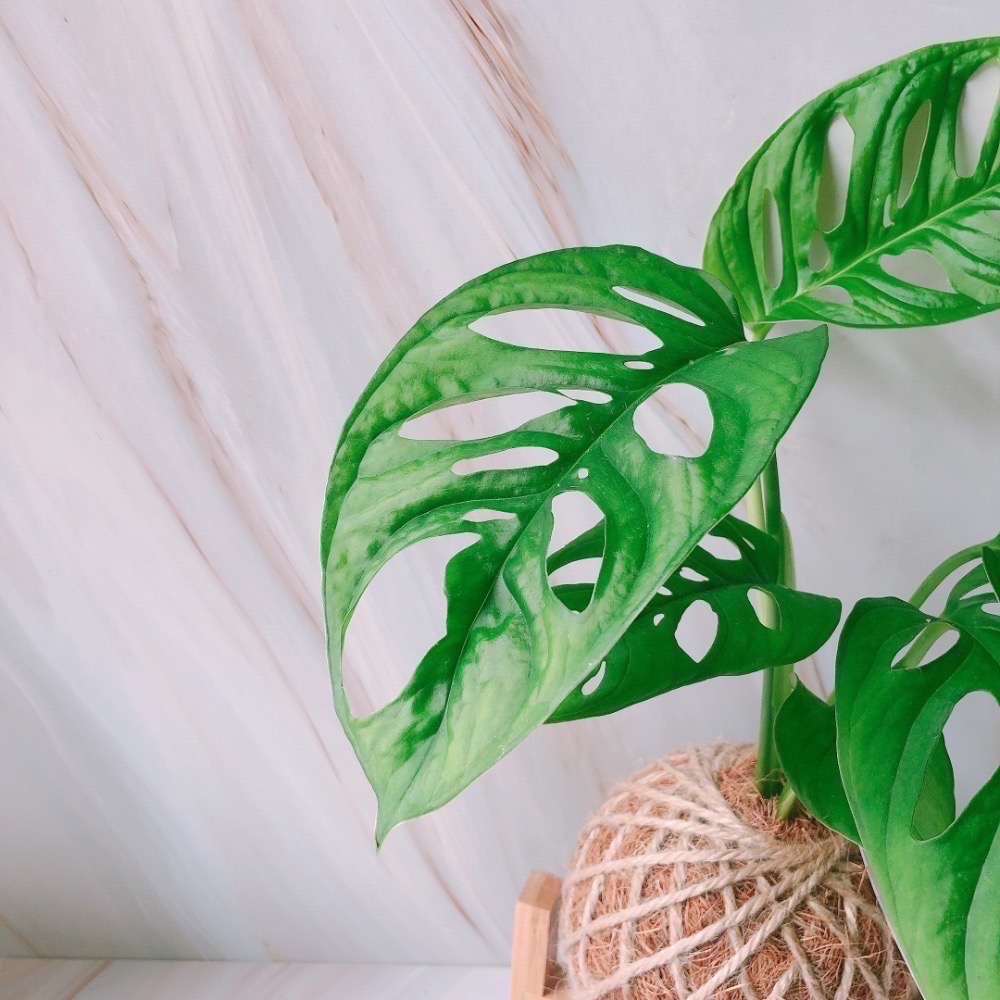 苔球 窗孔龜背芋 辦公桌植物 室內植栽-細節圖2