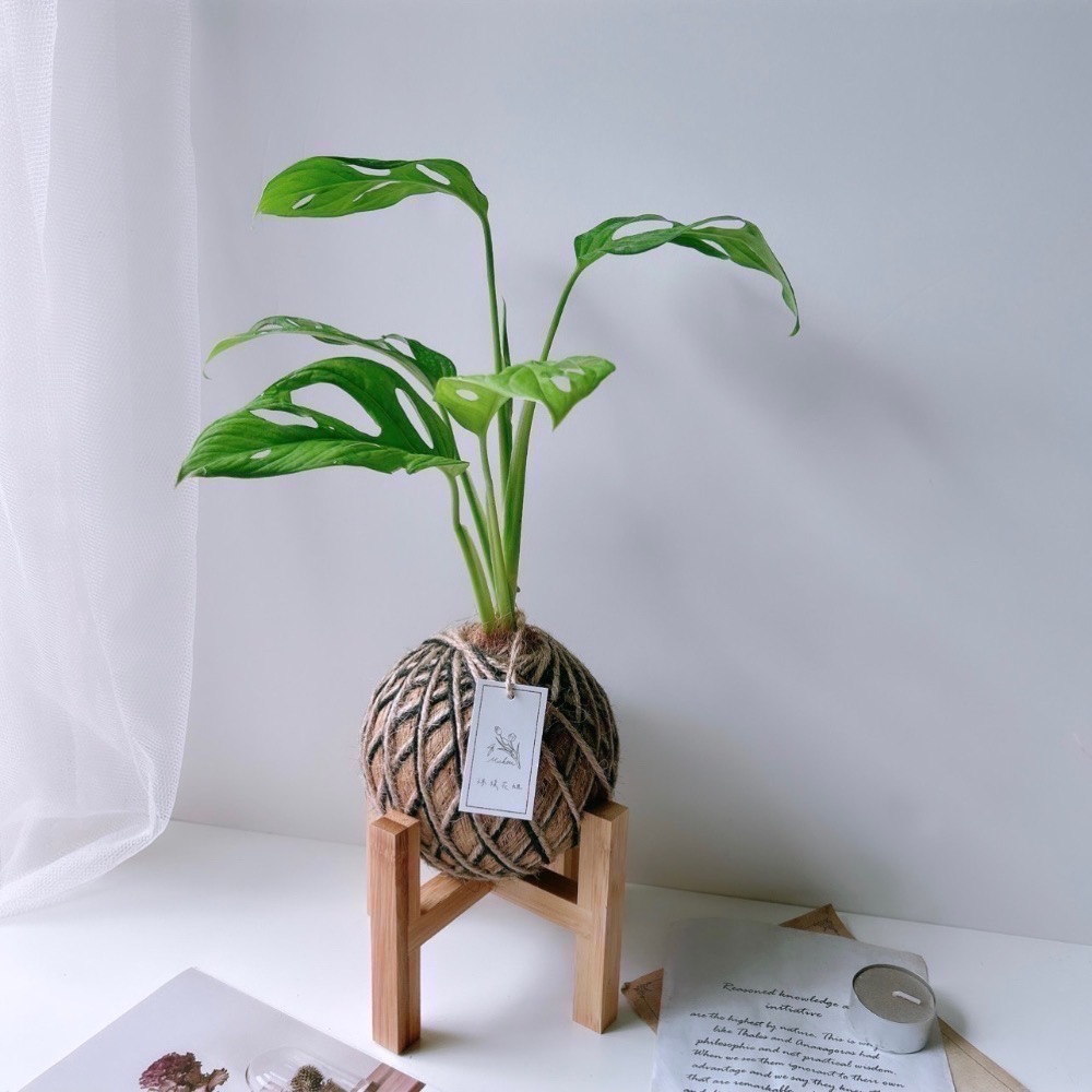 苔球 窗孔龜背芋 辦公桌植物 室內植栽-細節圖4