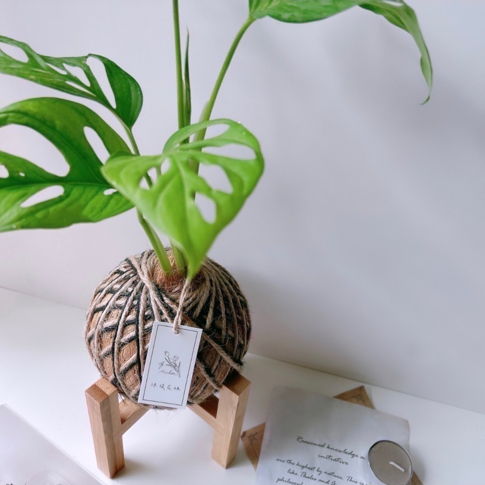 苔球 窗孔龜背芋 辦公桌植物 室內植栽-細節圖5