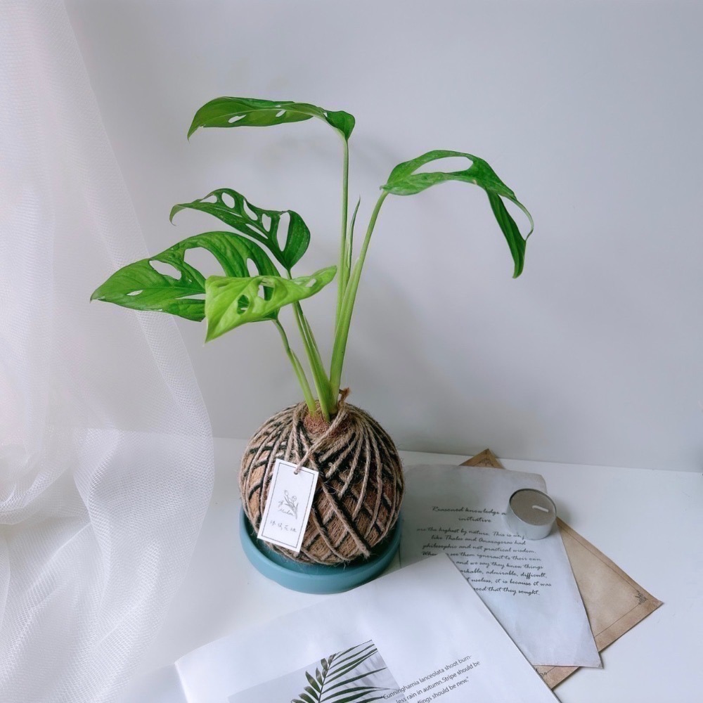 苔球 窗孔龜背芋 辦公桌植物 室內植栽-細節圖6