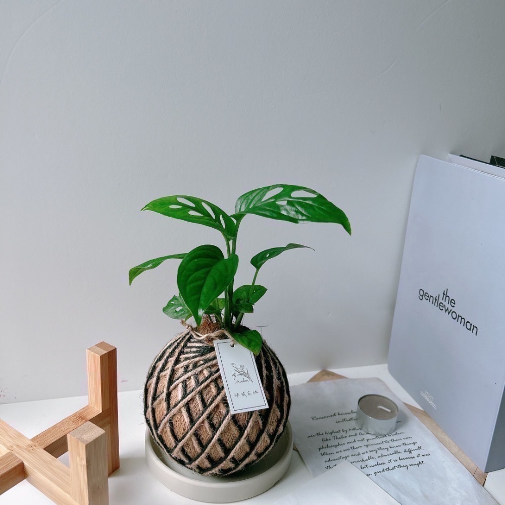 苔球 窗孔龜背芋 辦公桌植物 室內植栽-細節圖7