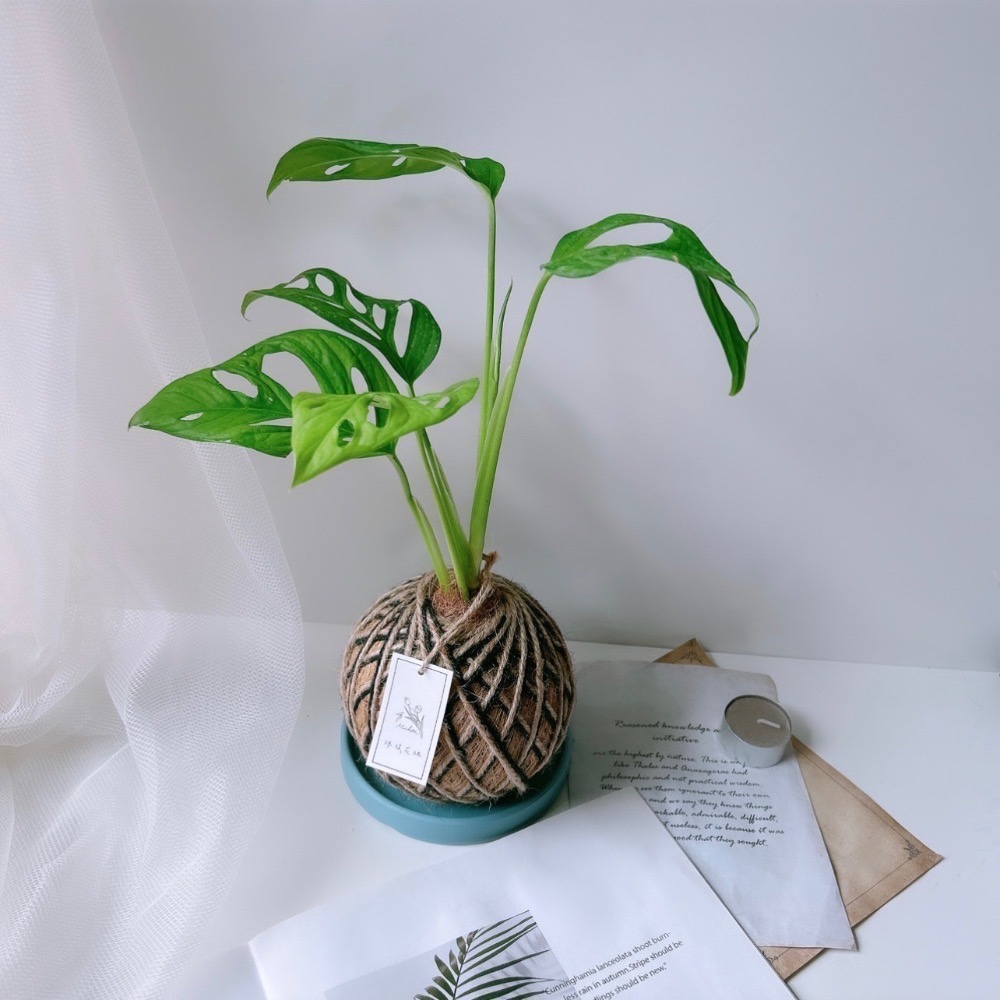 苔球 窗孔龜背芋 辦公桌植物 室內植栽-規格圖7