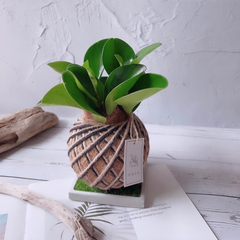 苔球 圓葉椒草（圓葉發財樹）辦公桌植物 室內植栽-細節圖2