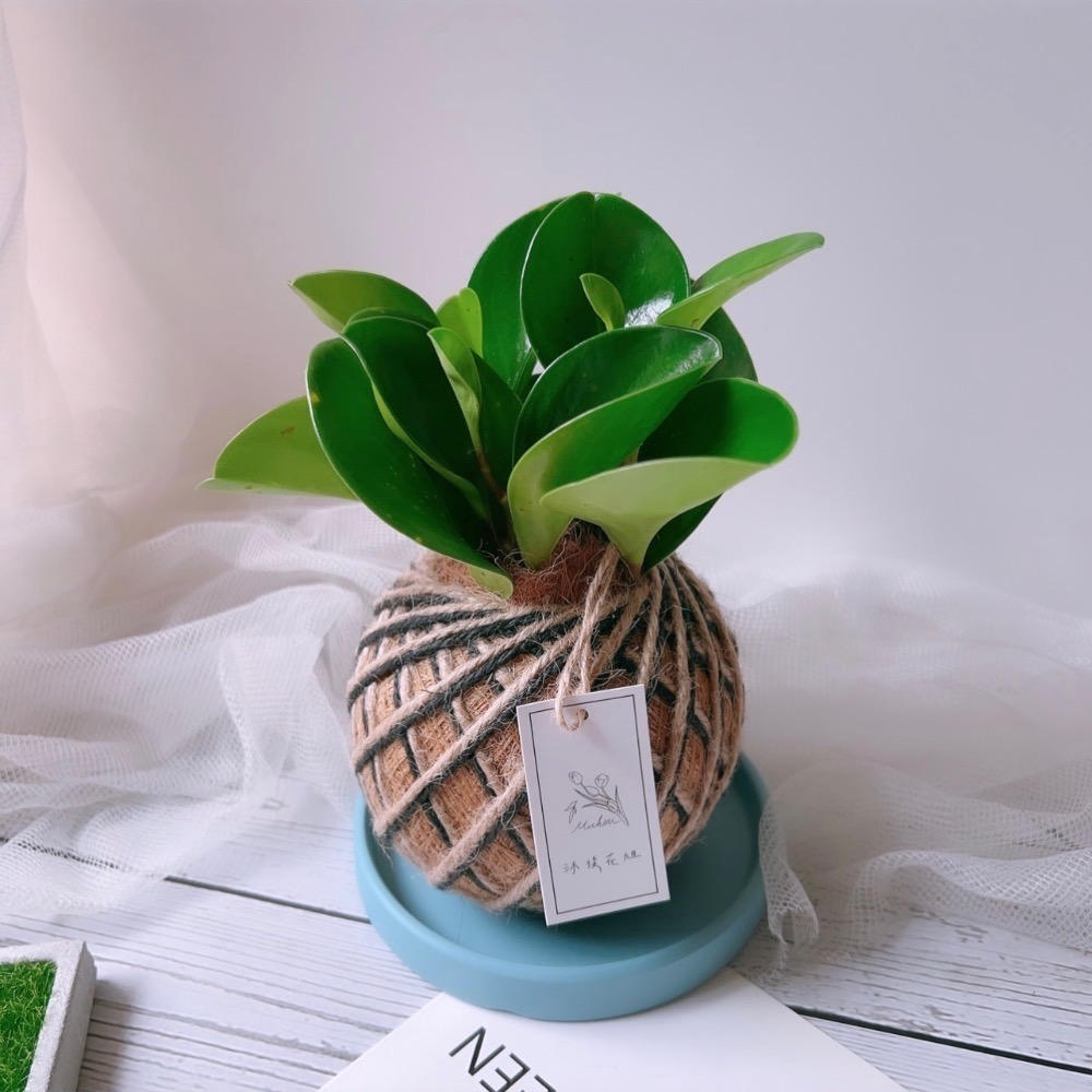 苔球 圓葉椒草（圓葉發財樹）辦公桌植物 室內植栽-細節圖3