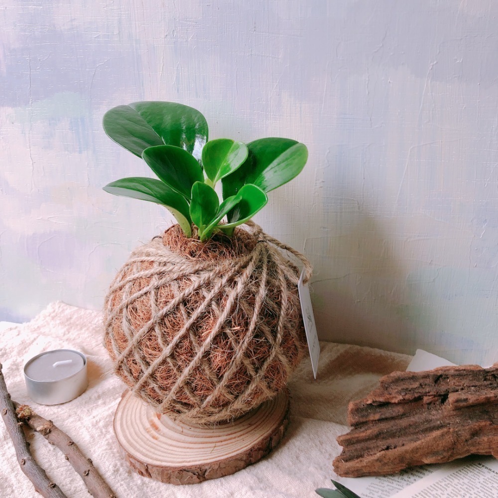 苔球 圓葉椒草（圓葉發財樹）辦公桌植物 室內植栽-細節圖4