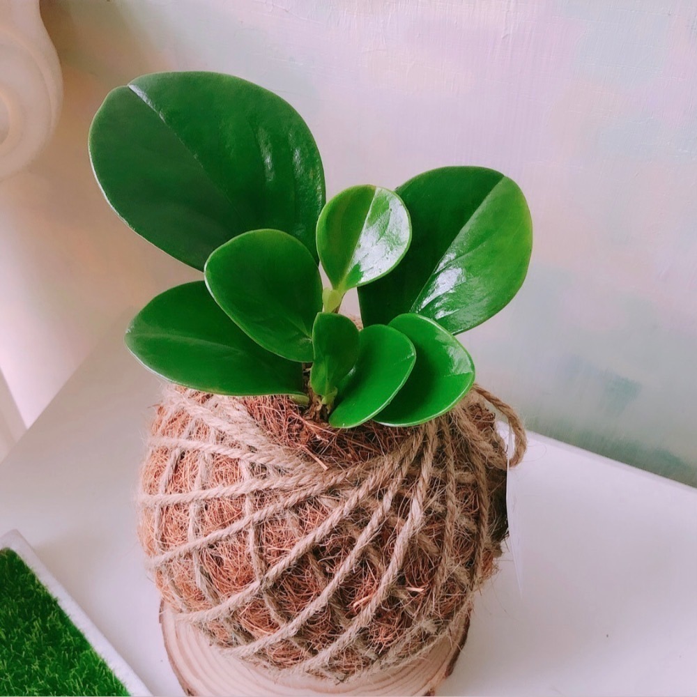 苔球 圓葉椒草（圓葉發財樹）辦公桌植物 室內植栽-細節圖5