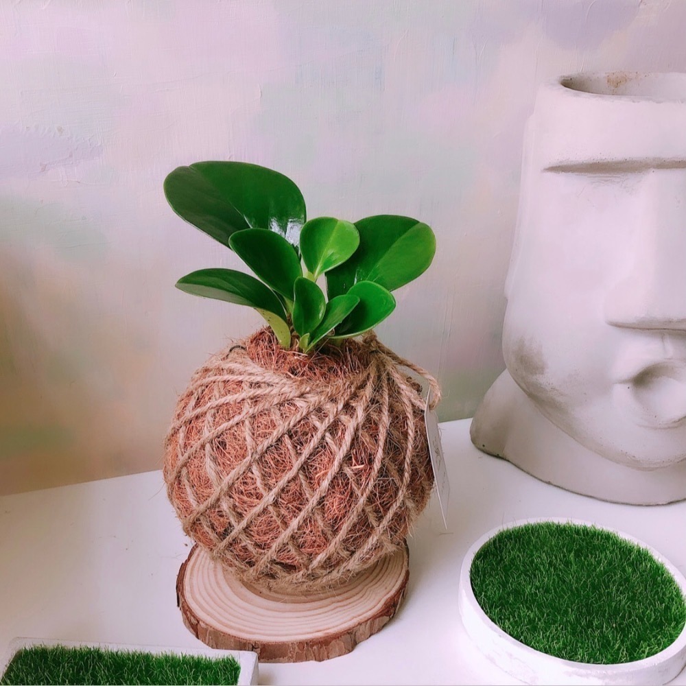 苔球 圓葉椒草（圓葉發財樹）辦公桌植物 室內植栽-細節圖6