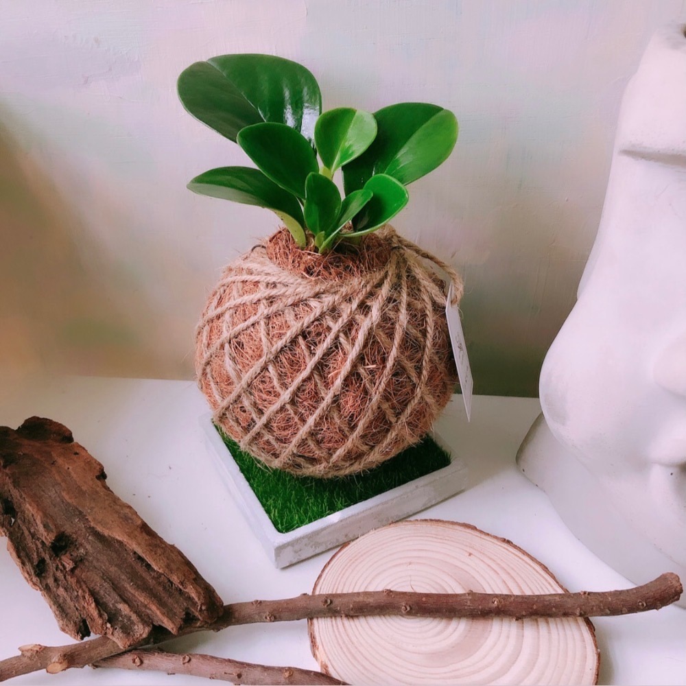 苔球 圓葉椒草（圓葉發財樹）辦公桌植物 室內植栽-規格圖6