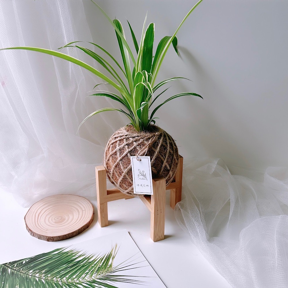 苔球 吊蘭 室內植栽 辦公桌植物 淨化空氣-細節圖2