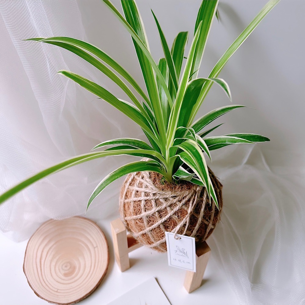 苔球 吊蘭 室內植栽 辦公桌植物 淨化空氣-細節圖3