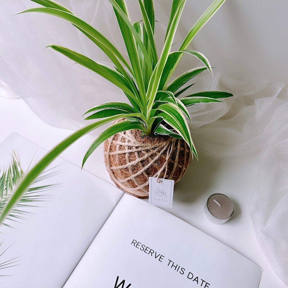 苔球 吊蘭 室內植栽 辦公桌植物 淨化空氣-細節圖4