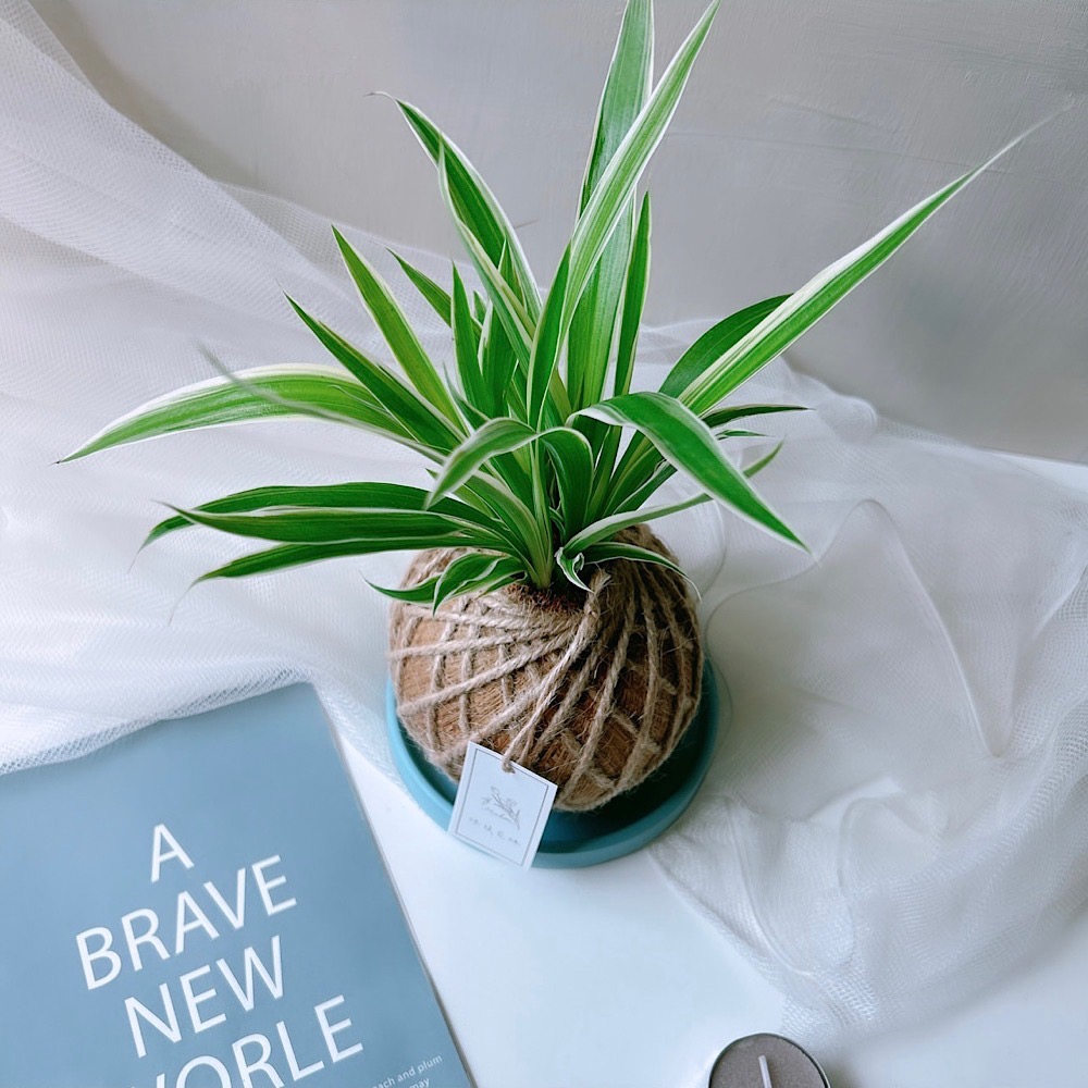 苔球 吊蘭 室內植栽 辦公桌植物 淨化空氣-細節圖5