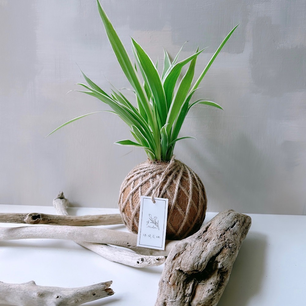 苔球 吊蘭 室內植栽 辦公桌植物 淨化空氣-細節圖6