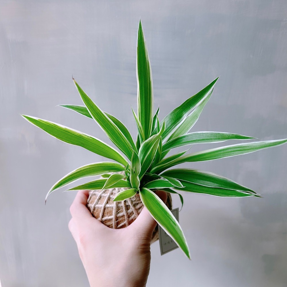 苔球 吊蘭 室內植栽 辦公桌植物 淨化空氣-細節圖7