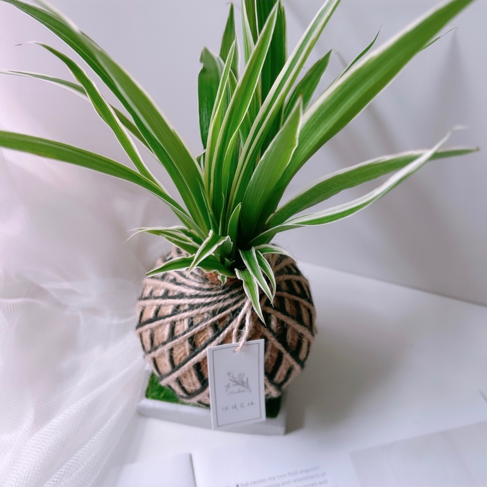 苔球 吊蘭 室內植栽 辦公桌植物 淨化空氣-細節圖8