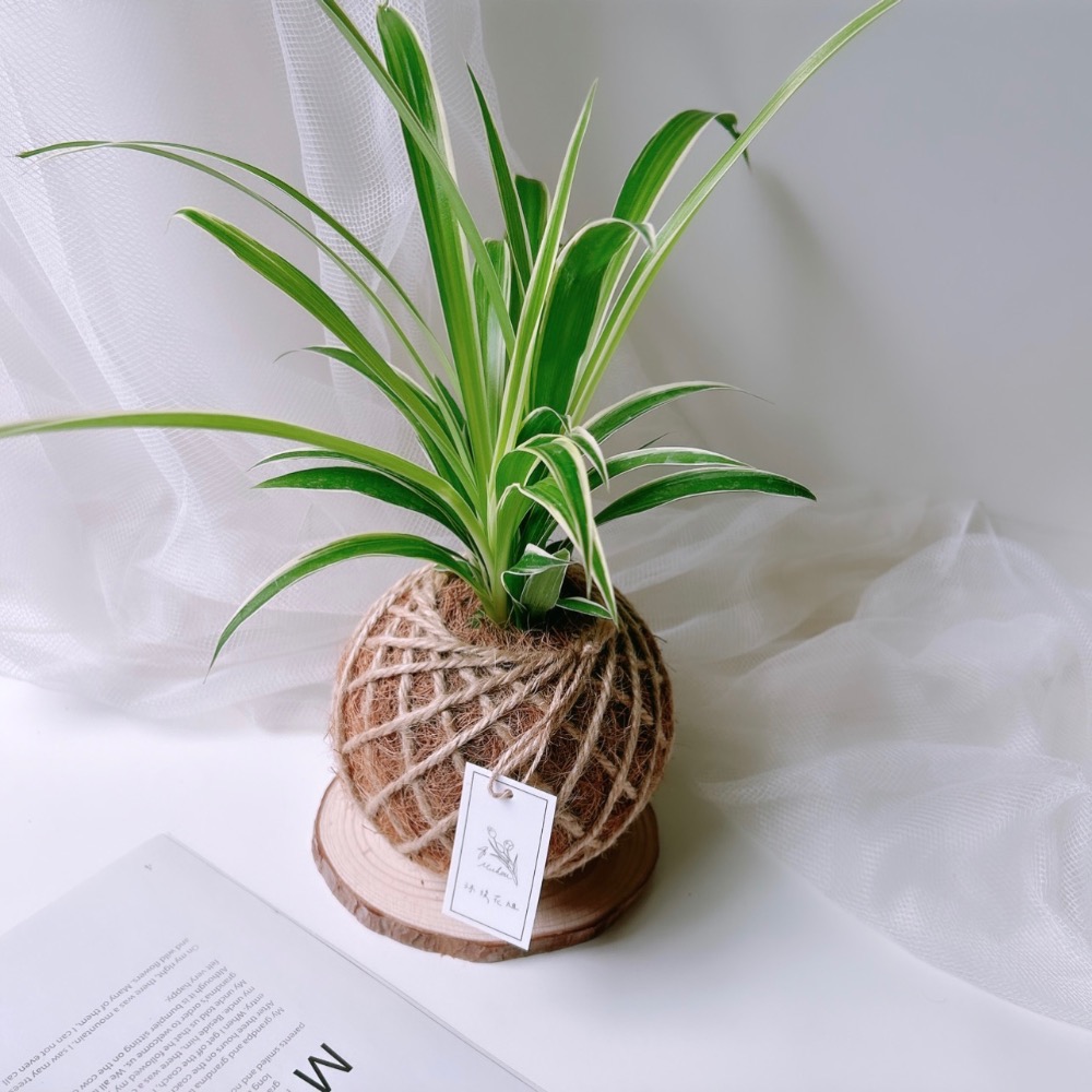 苔球 吊蘭 室內植栽 辦公桌植物 淨化空氣-規格圖8