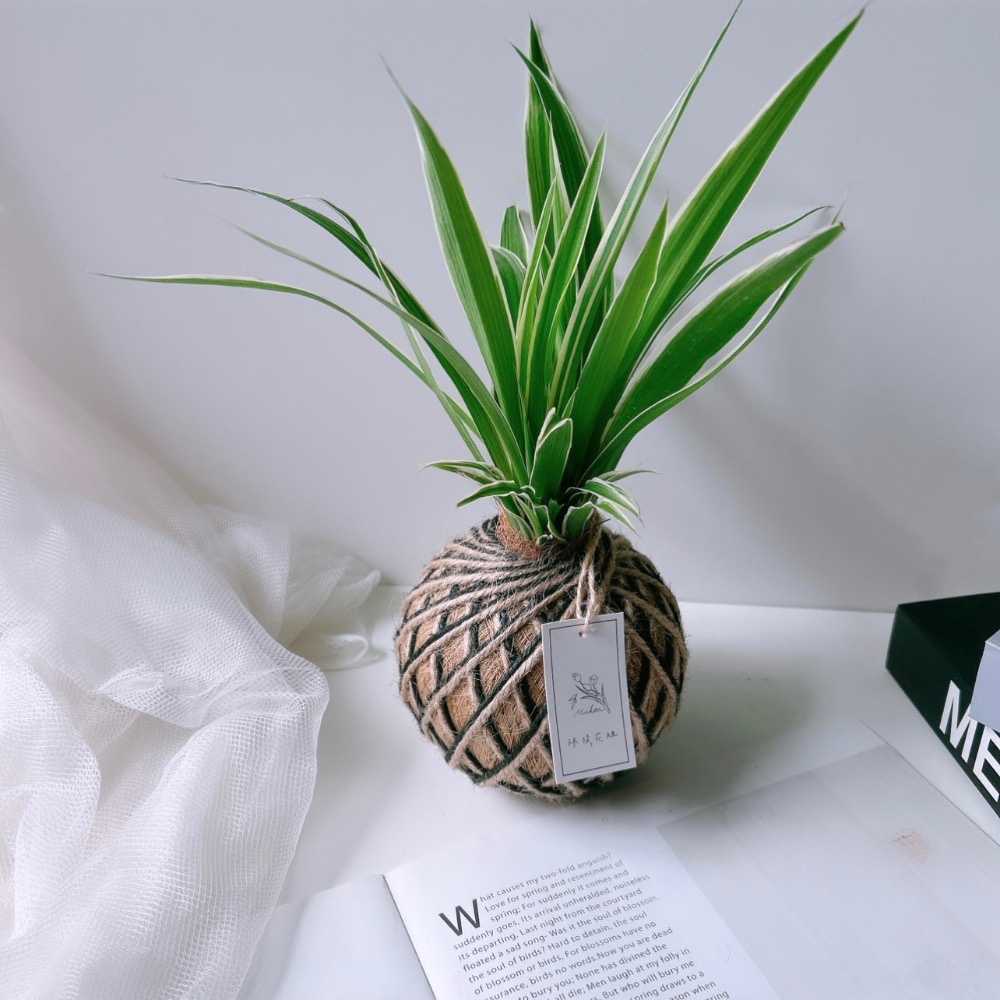 苔球 吊蘭 室內植栽 辦公桌植物 淨化空氣-規格圖8