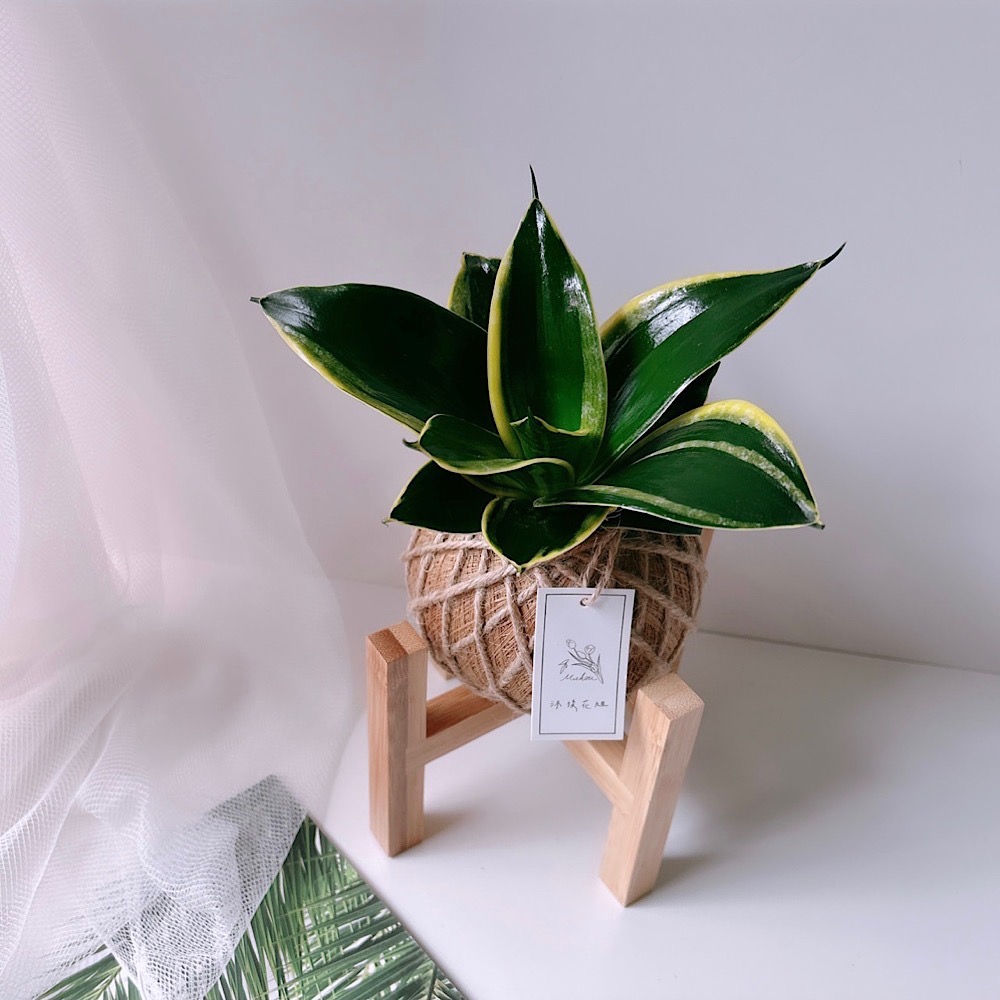 苔球 虎尾蘭 植栽 淨化空氣 辦公桌植栽-細節圖2