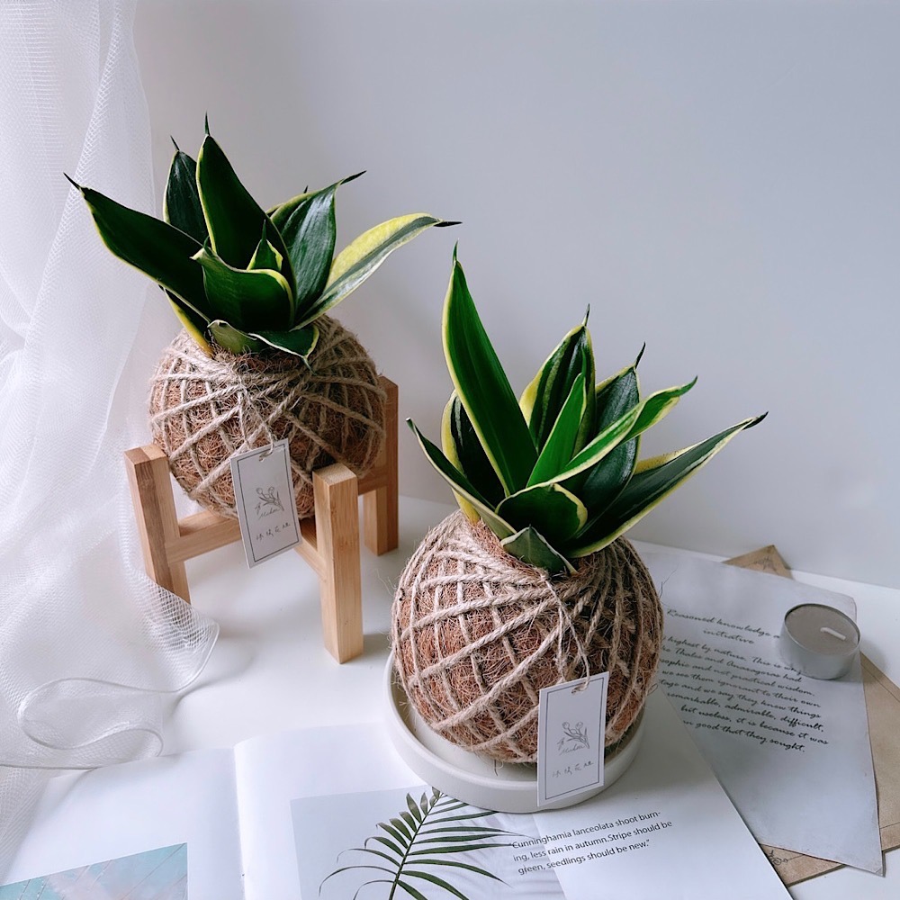 苔球 虎尾蘭 植栽 淨化空氣 辦公桌植栽-細節圖3