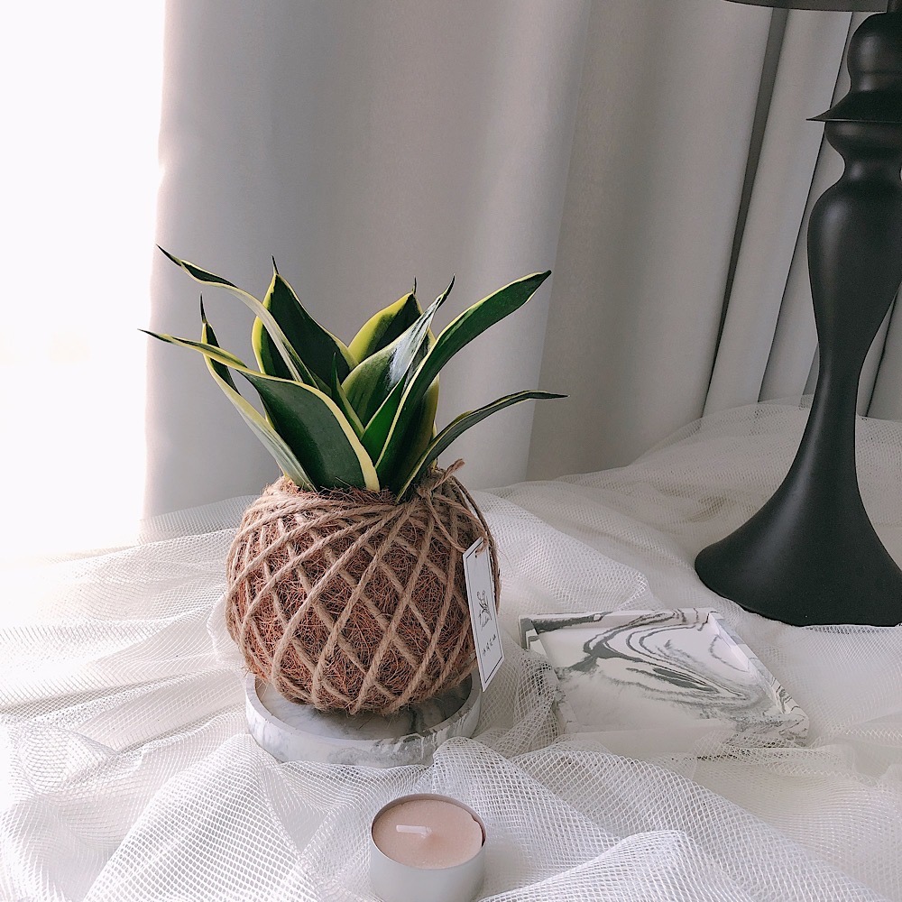 苔球 虎尾蘭 植栽 淨化空氣 辦公桌植栽-細節圖4