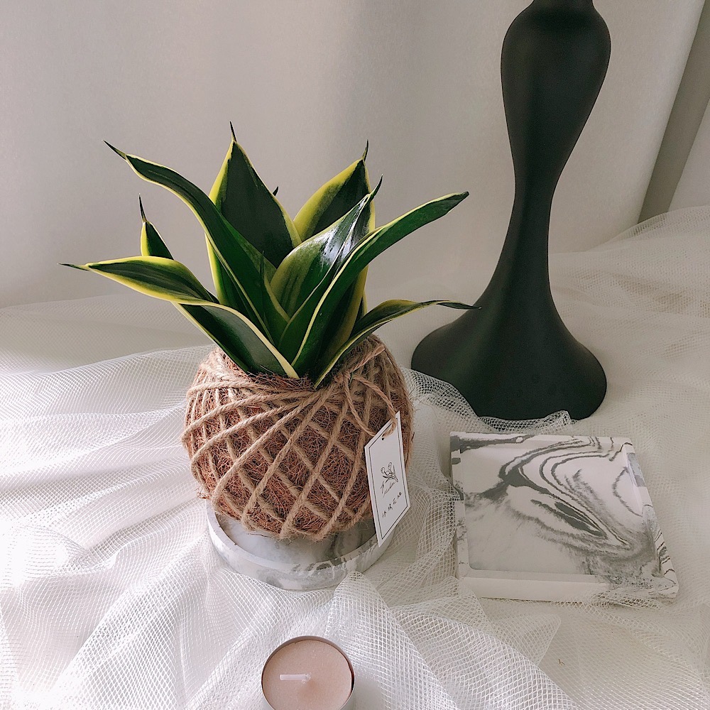 苔球 虎尾蘭 植栽 淨化空氣 辦公桌植栽-細節圖5