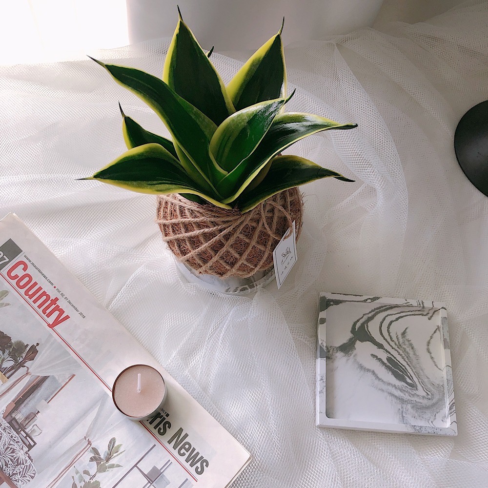 苔球 虎尾蘭 植栽 淨化空氣 辦公桌植栽-細節圖6