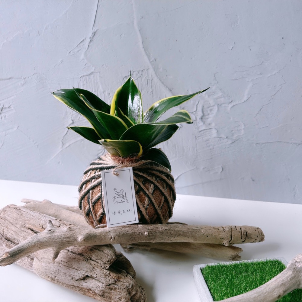 苔球 虎尾蘭 植栽 淨化空氣 辦公桌植栽-細節圖7