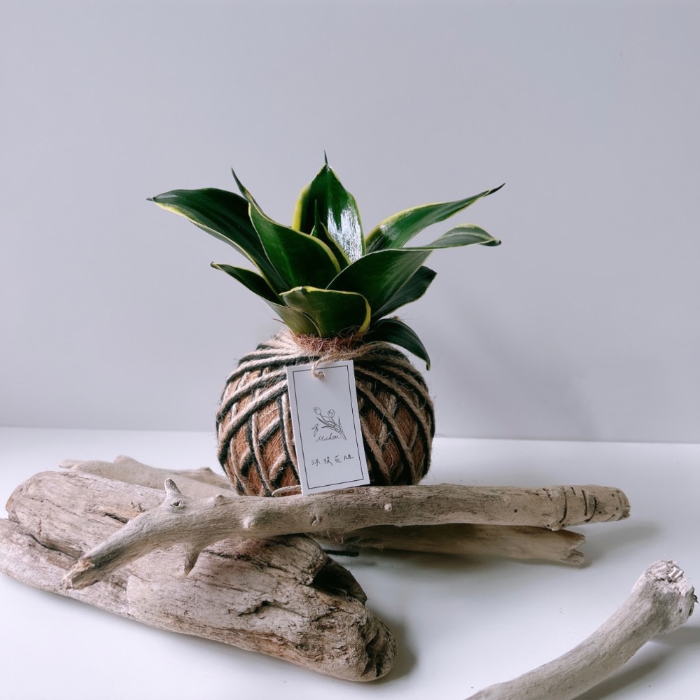 苔球 虎尾蘭 植栽 淨化空氣 辦公桌植栽-細節圖8