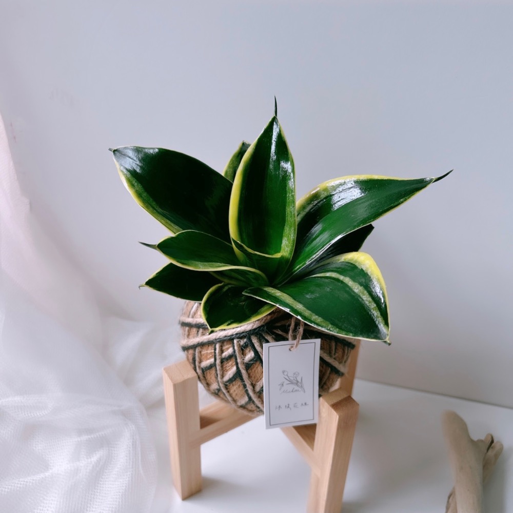 苔球 虎尾蘭 植栽 淨化空氣 辦公桌植栽-細節圖9