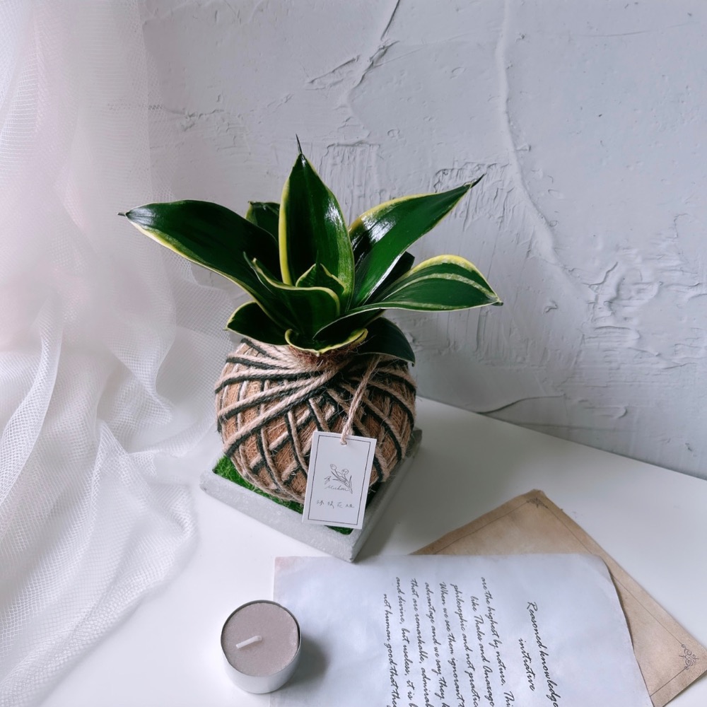 苔球 虎尾蘭 植栽 淨化空氣 辦公桌植栽-細節圖10