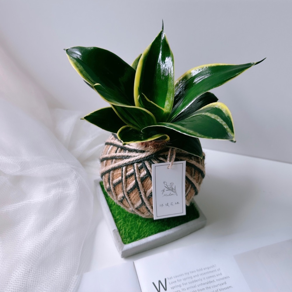 苔球 虎尾蘭 植栽 淨化空氣 辦公桌植栽-規格圖10