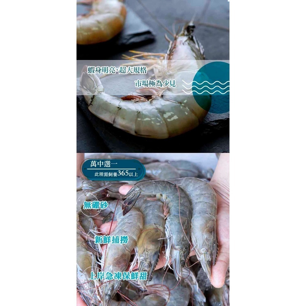【漢克嚴選】純淨天然野放巨大白蝦霸_2盒(500g/1盒/約8至15尾)-細節圖3