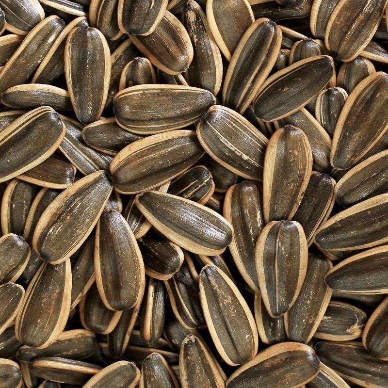 ☀️太陽溏🎉瓜大大紅茶葵瓜子休閒包（70g/48包/箱）🎉-細節圖3