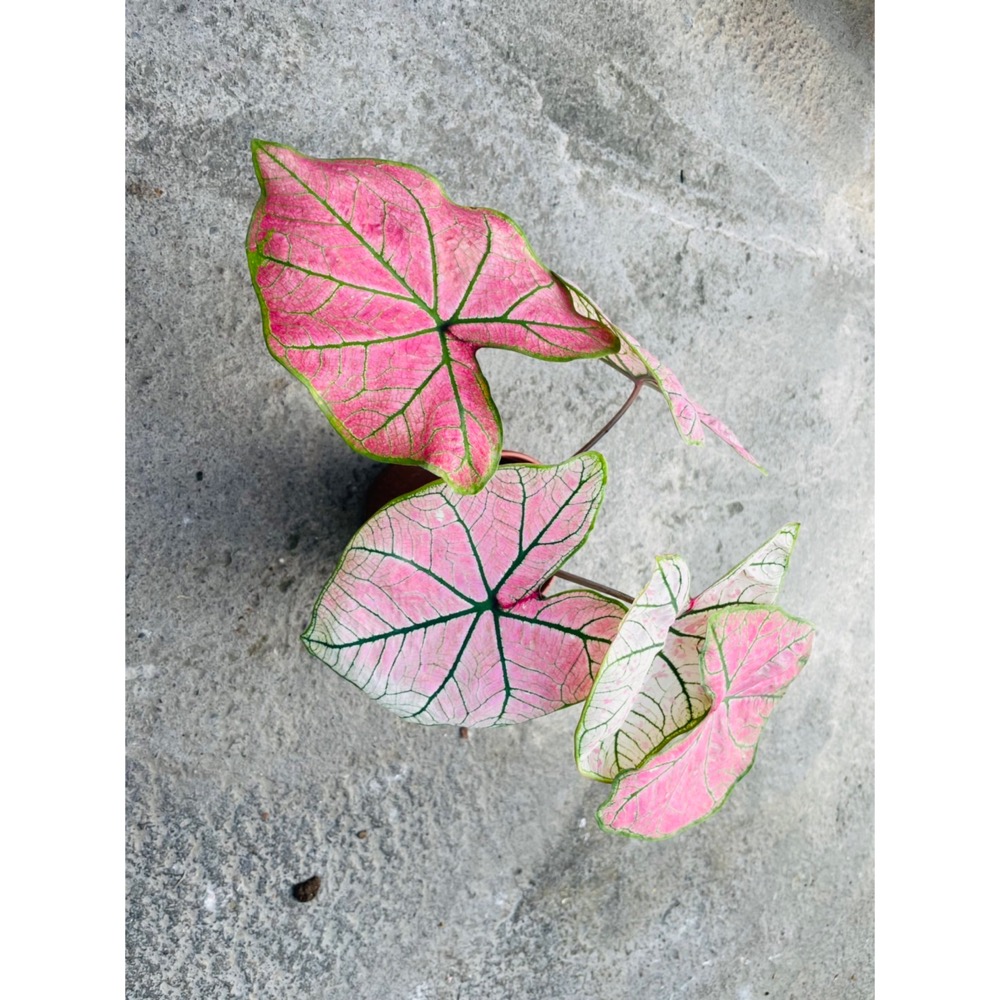 彩葉芋-細節圖2